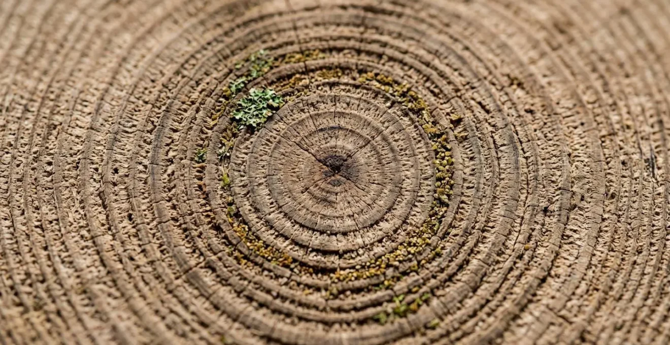 A visualization of a professional growth timeline showing continuous skill development through various life experiences, represented by tree rings.
